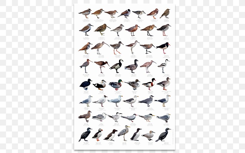 British Garden Birds Finch Sibley's Backyard Birds: Eastern North America Seabird, PNG, 512x512px, Bird, Beak, Bird Feeders, Bird Of Prey, Birdwatching Download Free