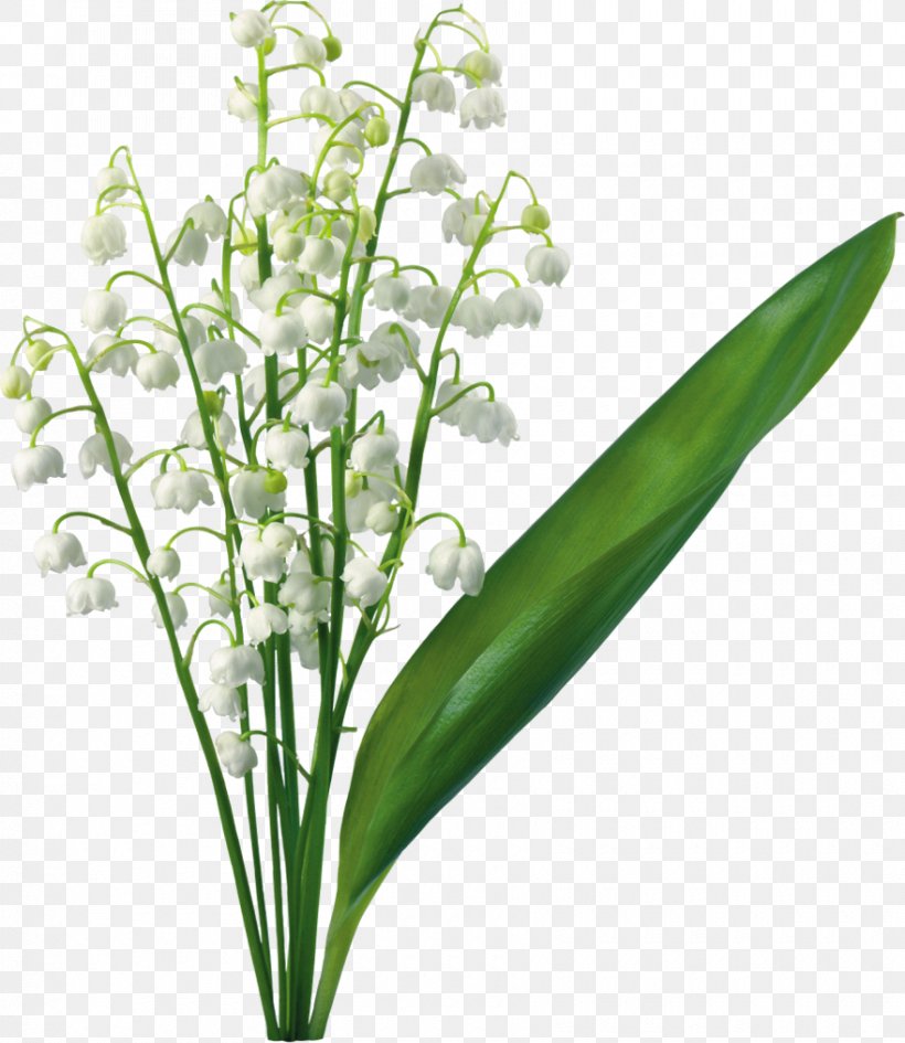 Lily Of The Valley Flower Lilium Clip Art, PNG, 880x1015px, Easter Lily, Arum Lily, Botanical Illustration, Color, Cut Flowers Download Free
