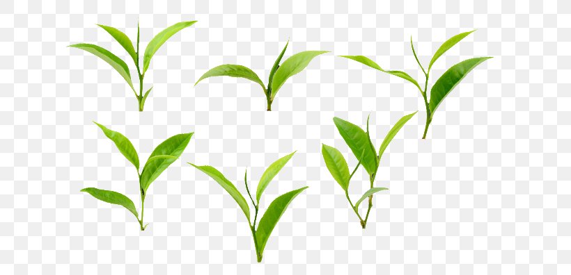 Green Tea Leaf Camellia Sinensis Stock Photography, PNG, 658x396px, Tea, Black Tea, Branch, Camellia Sinensis, Drink Download Free