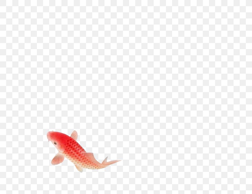 Koi, PNG, 580x632px, Koi, Common Carp, Fish, Google Images, Orange Download Free