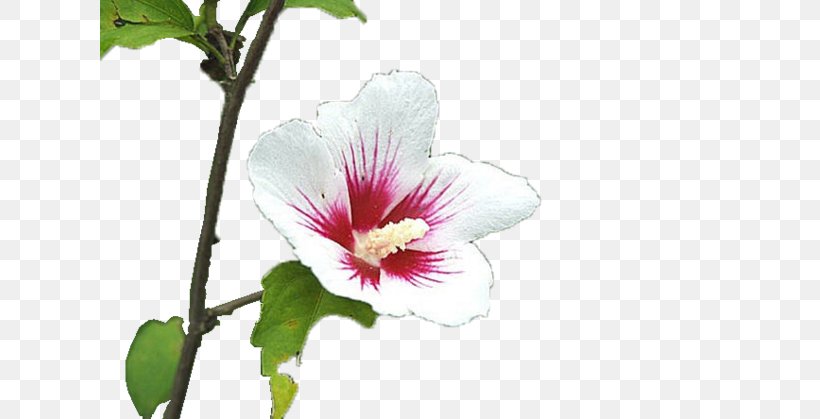 Shoeblackplant Annual Plant Herbaceous Plant Plants Rosemallows, PNG, 620x419px, Shoeblackplant, Annual Plant, Chinese Hibiscus, Flower, Flowering Plant Download Free