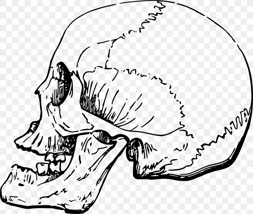 Skull Bone Clip Art, PNG, 2400x2034px, Watercolor, Cartoon, Flower, Frame, Heart Download Free