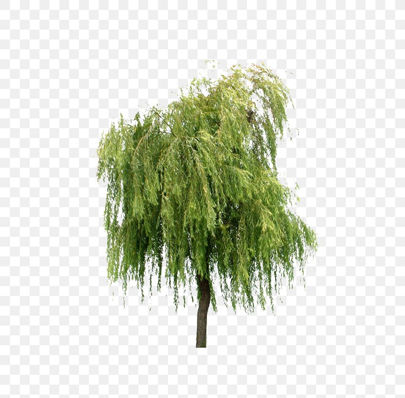 Willow Tree Layers, PNG, 708x807px, Willow, Branch, Computer Aided Design, Computer Graphics, Evergreen Download Free