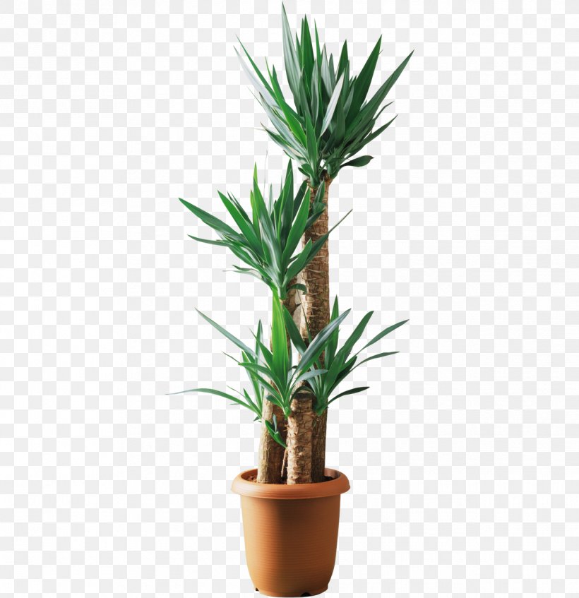 Yucca Filamentosa Lucky Bamboo Plant Tree Dracaena Fragrans, PNG, 1245x1287px, Yucca Filamentosa, Anthurium Andraeanum, Dracaena Fragrans, Flowerpot, Grass Family Download Free