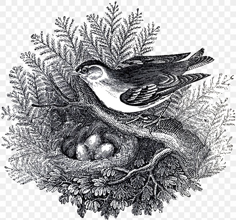 Bird Nest Bird Of Prey Drawing /m/02csf, PNG, 1800x1685px, Bird Nest, Bird, Bird Of Prey, Black And White, Drawing Download Free