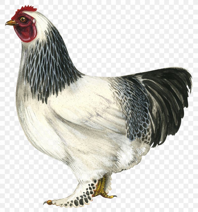 Brahma Chicken Chicken As Food Rooster Painting Hainanese Chicken Rice, PNG, 1668x1785px, Brahma Chicken, Beak, Bird, Chicken, Chicken As Food Download Free