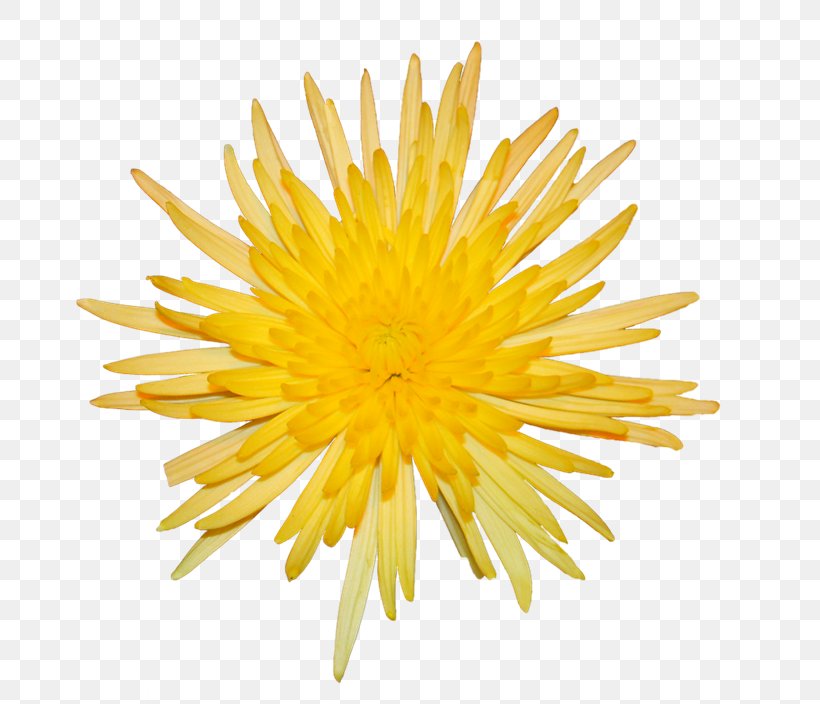 Chrysanthemum Dandelion Yellow, PNG, 670x704px, Chrysanthemum, Chrysanths, Color, Common Daisy, Cut Flowers Download Free