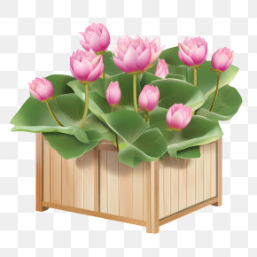 Lotus Flower - Pink Lotuses Arranged In Wooden Planter Box Illustration PNG