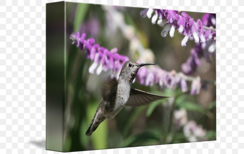 Fauna Hummingbird M Nectar Beak Lavender, PNG, 650x518px, Fauna, Beak, Bird, Flora, Hummingbird Download Free
