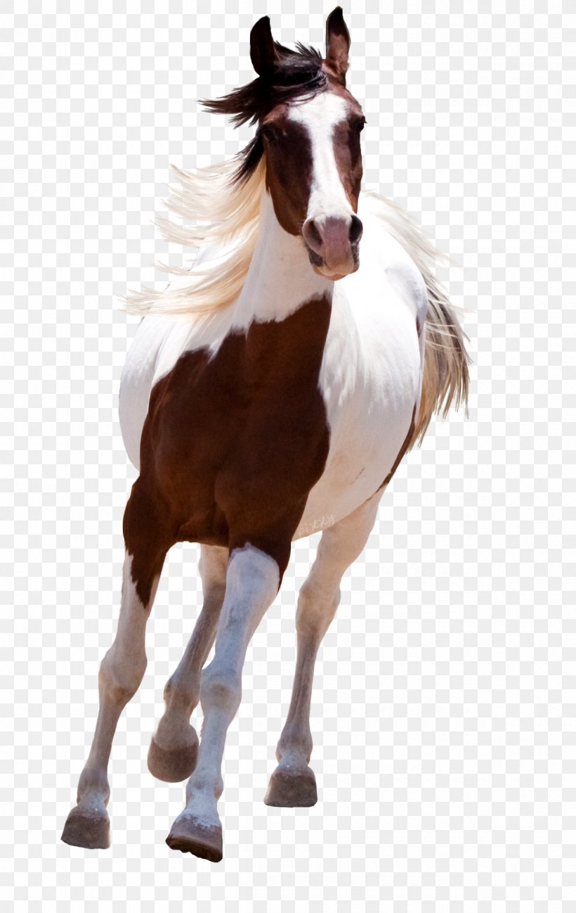 Mustang American Paint Horse Standing Horse, PNG, 1200x1900px, Mustang, American Paint Horse, Bridle, Colt, Foal Download Free