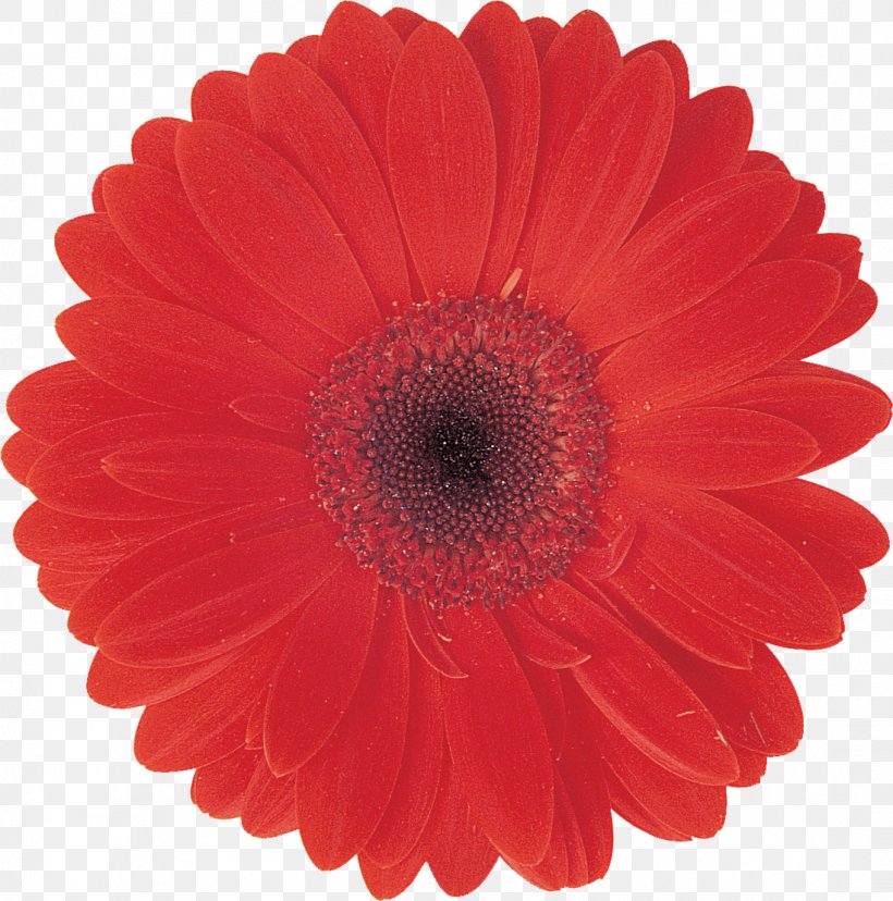 Transvaal Daisy Color Burgundy Red Blue, PNG, 1098x1110px, Transvaal Daisy, Blue, Burgundy, Color, Cut Flowers Download Free