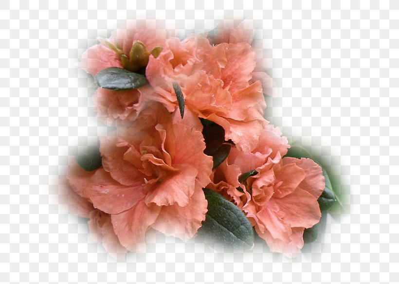 Azalea Rose Family IPhone XR Family M Invest D.o.o., PNG, 672x584px, Azalea, Family M Invest Doo, Flower, Flowering Plant, Iphone Download Free