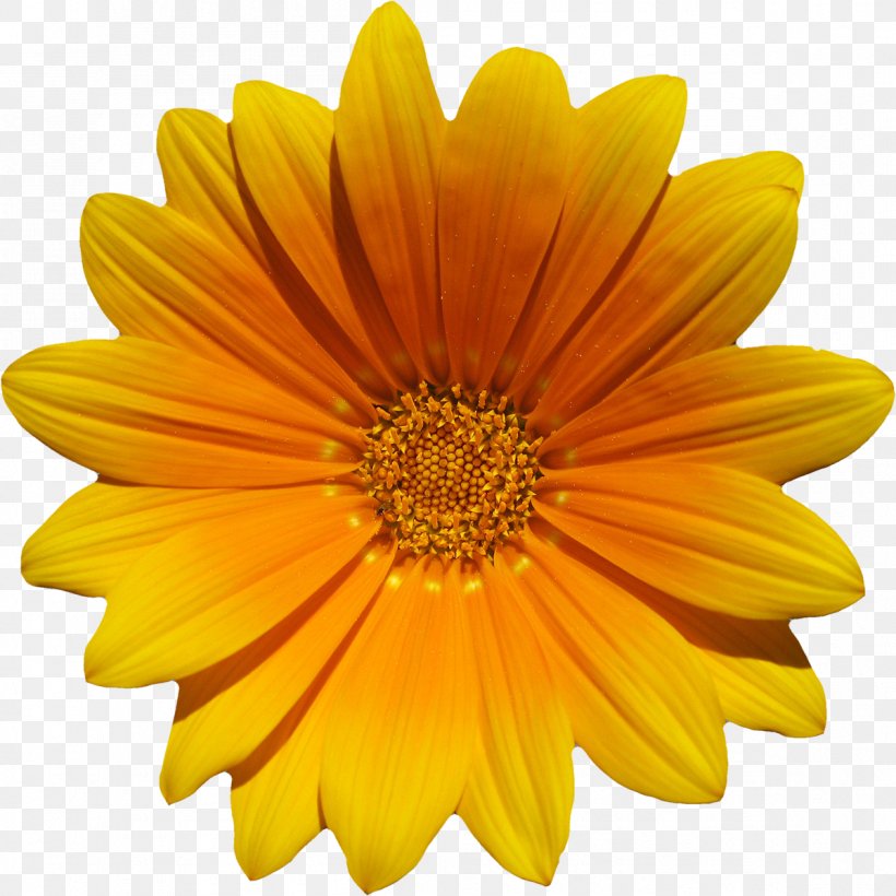 Flower Download Photography, PNG, 1199x1200px, Flower, Annual Plant, Calendula, Chrysanths, Cut Flowers Download Free