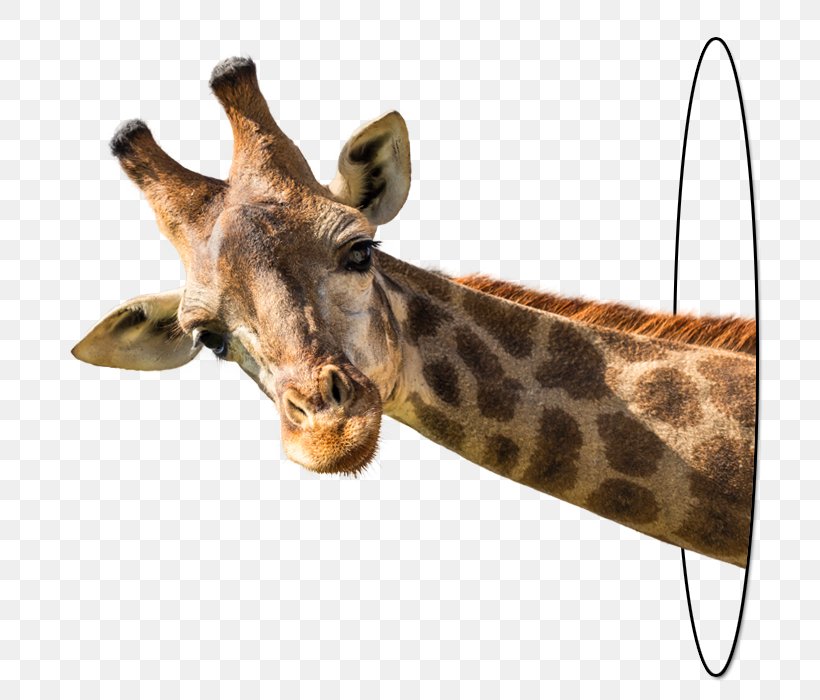 Giraffe Stock Photography Royalty-free, PNG, 800x700px, Giraffe, Blue, Camera Lens, Depositphotos, Fauna Download Free