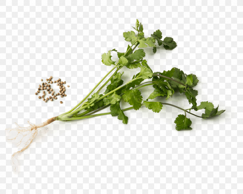 Parsley, PNG, 1707x1366px, Plant, Anthriscus, Celery, Chervil, Chinese Celery Download Free