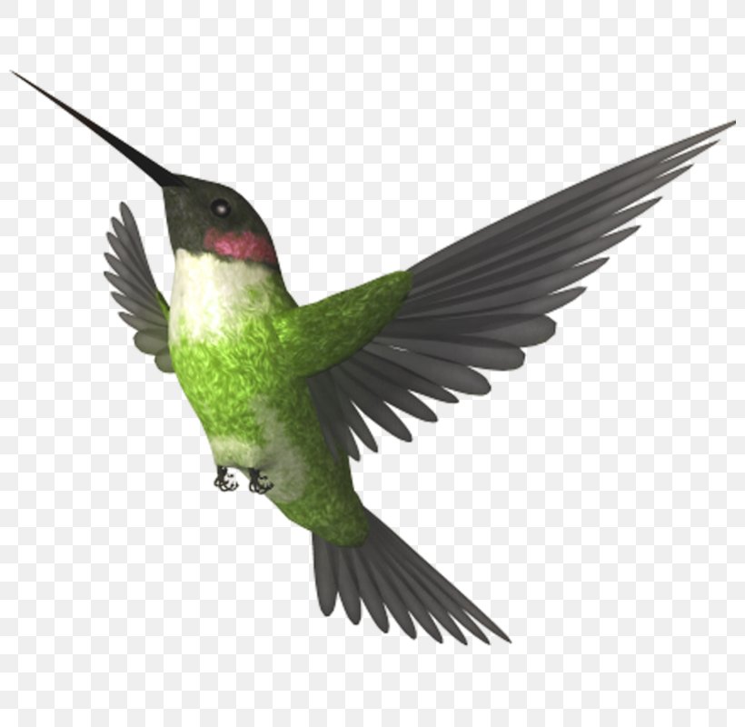 Photography Picture Frames Bird Clip Art, PNG, 800x800px, Photography, Animal, Beak, Bird, Color Download Free