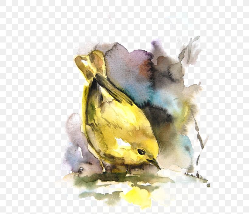 Bird Watercolor Painting Drawing, PNG, 564x705px, Bird, American Yellow Warbler, Art, Beak, Cartoon Download Free