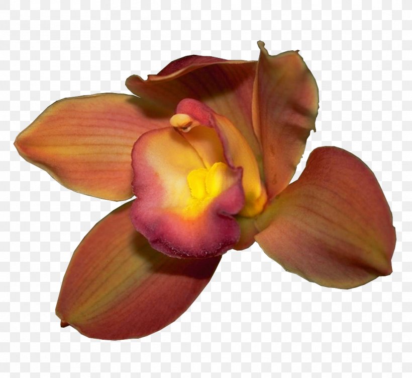 Cattleya Orchids Petal Boat Orchid, PNG, 1090x999px, Orchids, Boat Orchid, Cattleya, Cattleya Orchids, Cut Flowers Download Free