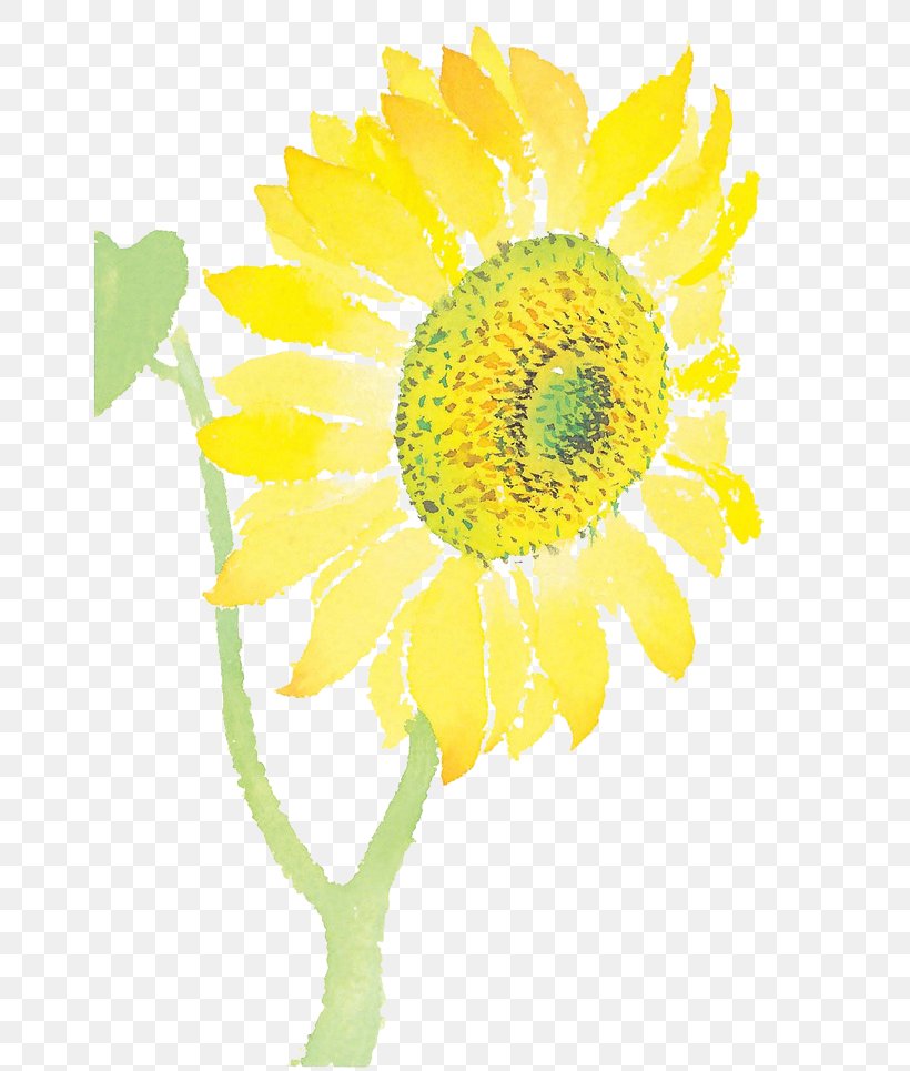 Common Sunflower Cut Flowers, PNG, 658x965px, Common Sunflower, Chrysanths, Cut Flowers, Daisy, Daisy Family Download Free