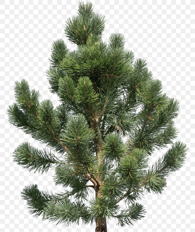 Fir Pine Tree, PNG, 768x975px, Pine, Biome, Branch, Christmas Decoration, Christmas Ornament Download Free