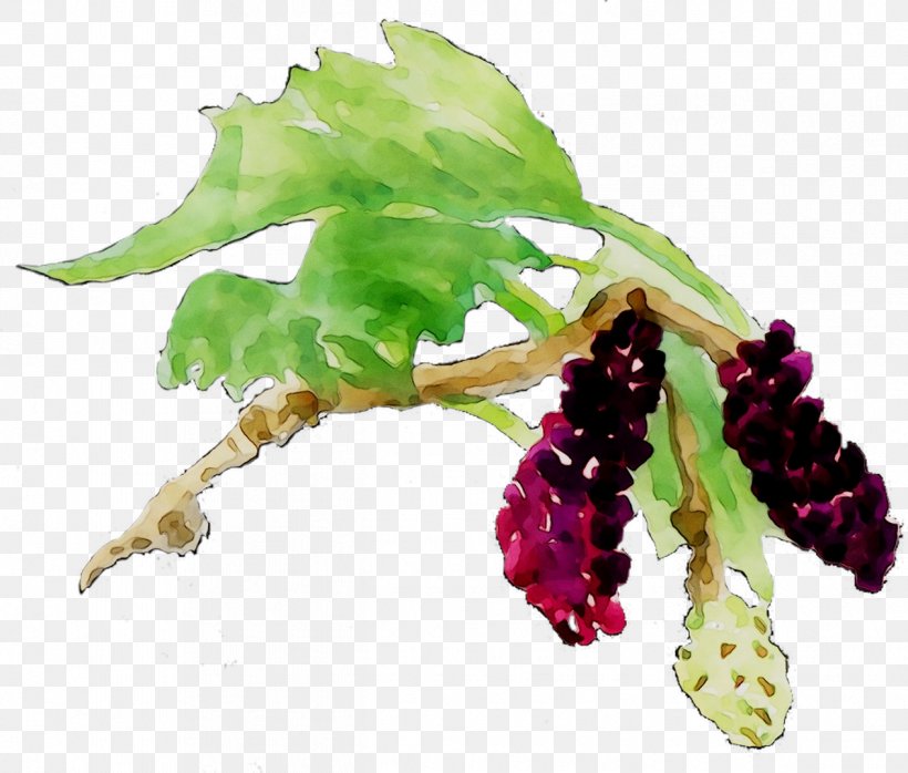 Grape, PNG, 1265x1078px, Grape, Currant, Flower, Flowering Plant, Grapevine Family Download Free