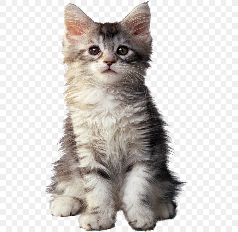Maine Coon Persian Cat Kitten Dog Cat Food, PNG, 528x800px, Maine Coon, American Wirehair, Asian Semi Longhair, Breed, British Semi Longhair Download Free