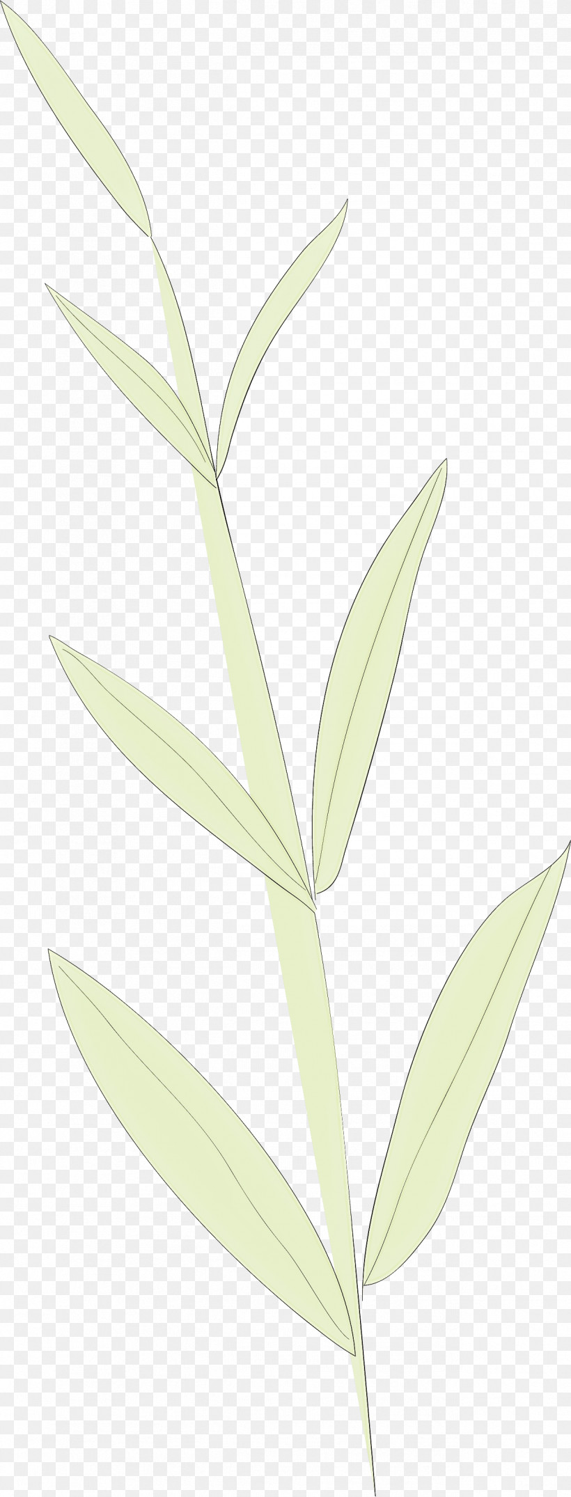 Simple Leaf Simple Leaf Drawing Simple Leaf Outline, PNG, 1264x3315px, Simple Leaf, Biology, Grasses, Leaf, Plant Stem Download Free