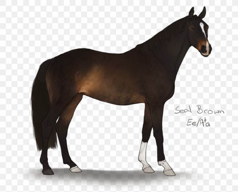 Stallion Andalusian Horse Fjord Horse Mustang Arabian Horse, PNG, 1000x809px, Stallion, Andalusian Horse, Arabian Horse, Bridle, Colt Download Free