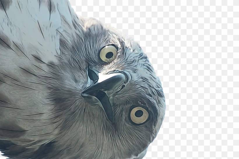 Feather, PNG, 1920x1280px, Watercolor, Beak, Feather, Hawk, Owl M Download Free