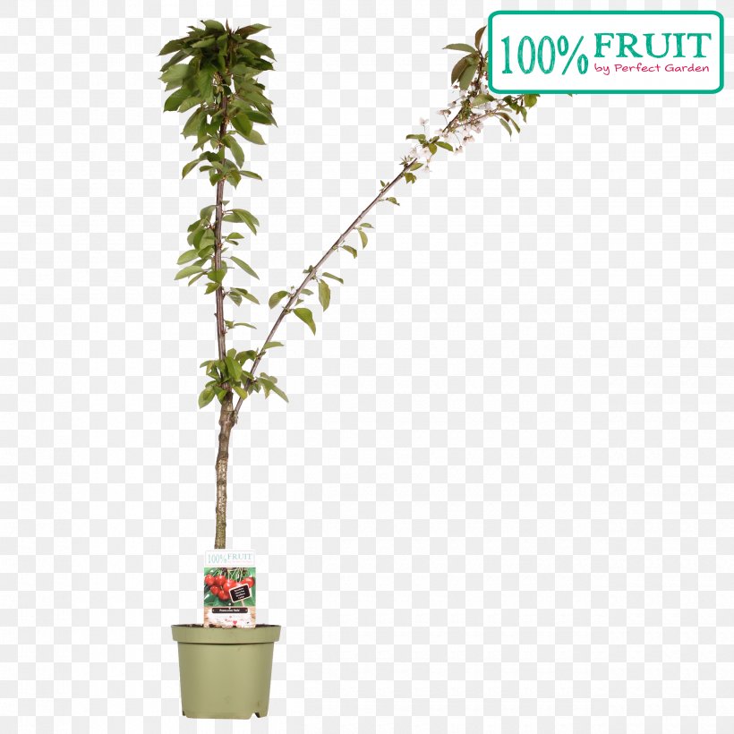 Flowerpot Houseplant Evergreen Leaf Shrub, PNG, 2500x2500px, Flowerpot, Branch, Evergreen, Houseplant, Leaf Download Free
