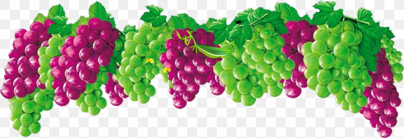 Fruit Grape Gratis Food, PNG, 983x339px, Fruit, Food, Grape, Gratis, Magenta Download Free