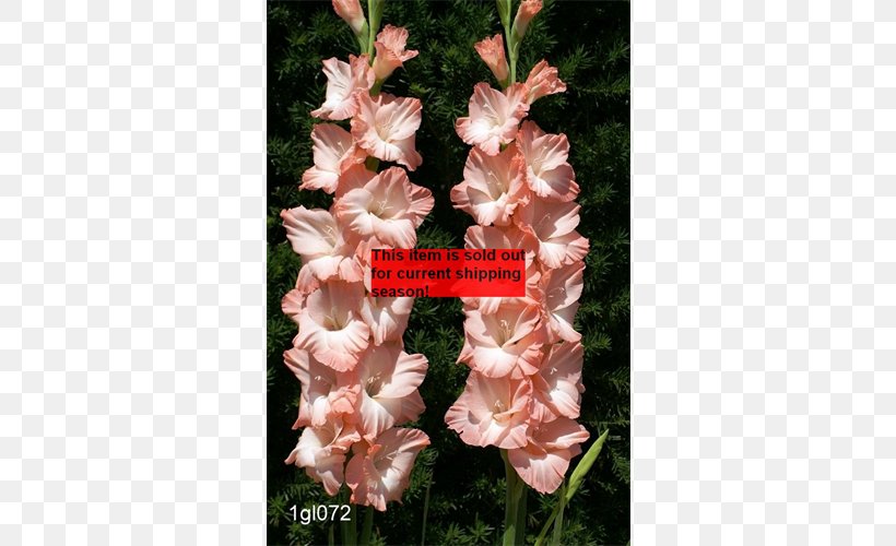 Gladiolus Pink Rose Birth Flower Iris Family, PNG, 500x500px, Gladiolus, Birth Flower, Bulb, Carnation, Cut Flowers Download Free