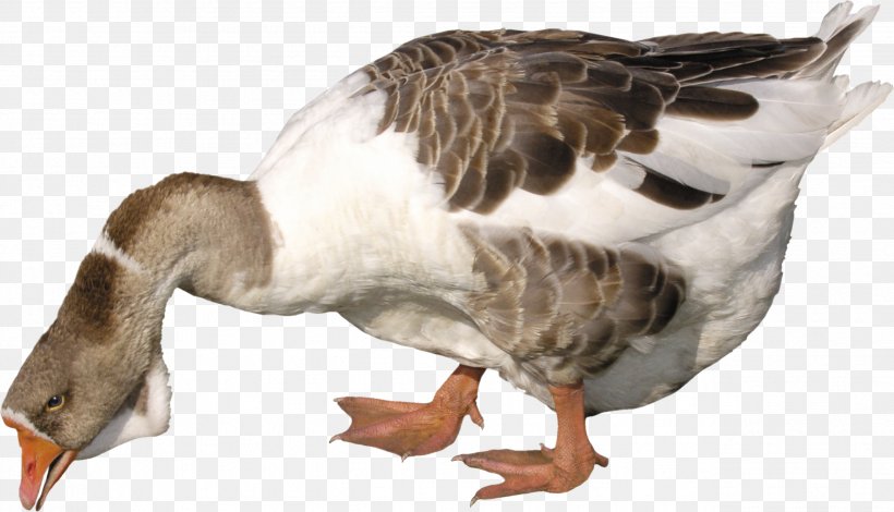 Goose Duck Image File Formats, PNG, 2574x1478px, Goose, Anatidae, Beak, Bird, Duck Download Free