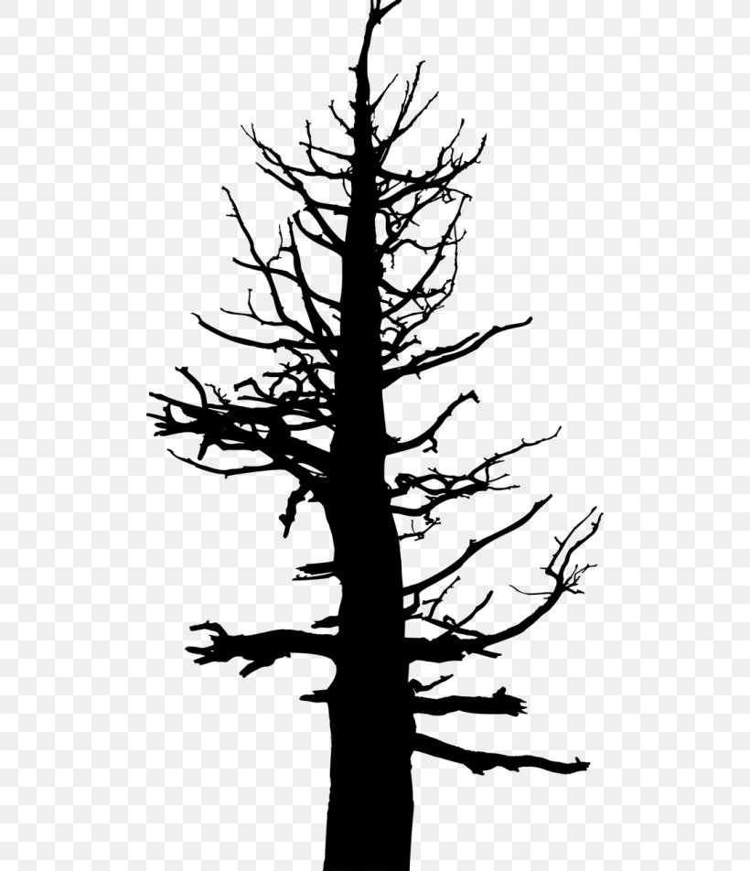 Tree Trunk Drawing, PNG, 500x952px, Drawing, American Larch, Blackandwhite, Branch, Conifer Download Free