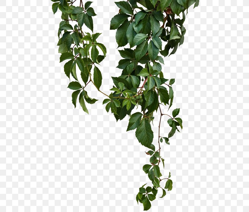 Vine, PNG, 500x700px, Vine, Branch, Computer Software, Dots Per Inch, Evergreen Download Free