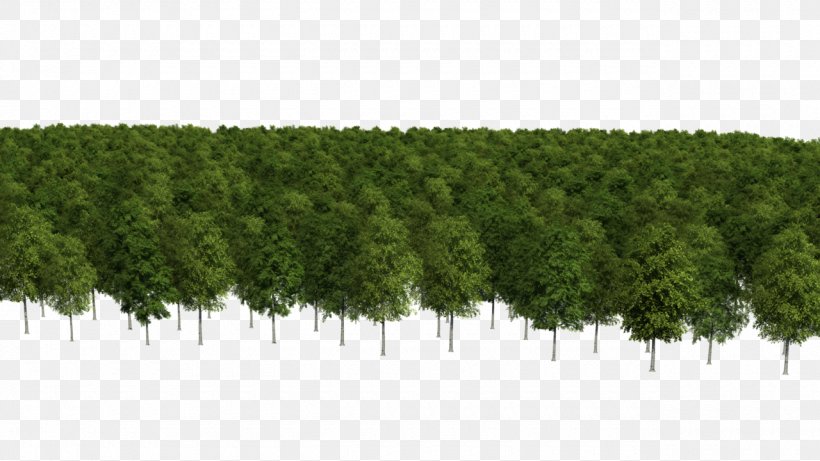 Conifers Biome Vegetation Evergreen Shrub, PNG, 1280x720px, Conifers, Biome, Conifer, Ecosystem, Evergreen Download Free