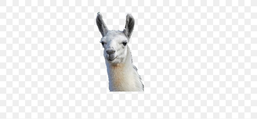 Llama Alpaca Pack Animal Desktop Wallpaper, PNG, 678x381px, Llama, Alpaca, Camel Like Mammal, Fauna, Flickr Download Free