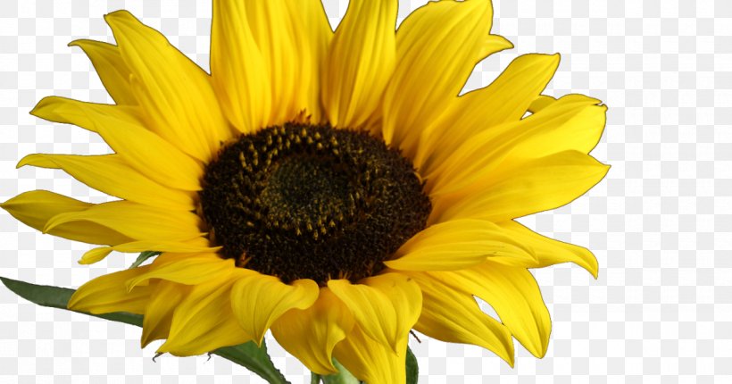 Sticker Gift Image Art Envelope, PNG, 1200x630px, Sticker, Annual Plant, Art, Common Sunflower, Daisy Family Download Free