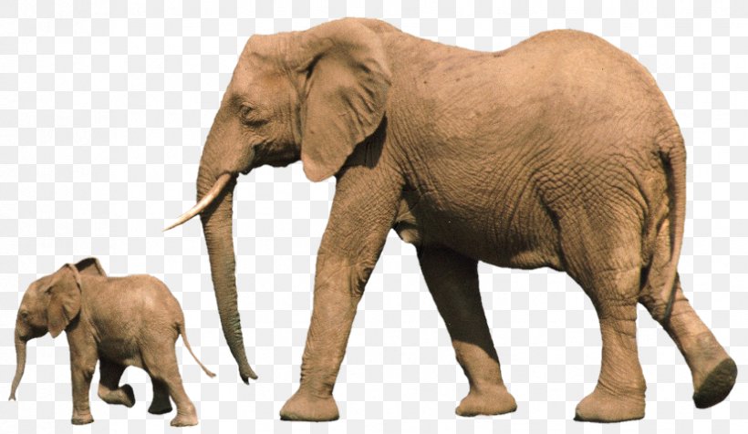 African Bush Elephant Baby Elephant Asian Elephant Elephants Infant, PNG, 826x480px, African Bush Elephant, African Elephant, Animal, Asian Elephant, Baby Elephant Download Free