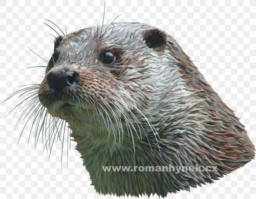 Eurasian Otter Mammal Carnivora Ocelot, PNG, 900x701px, Otter, African Buffalo, African Wild Dog, Bateared Fox, Carnivora Download Free