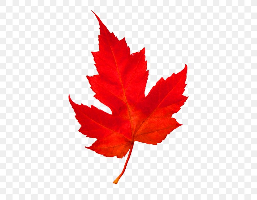 Maple Leaf Woody Plant Tree, PNG, 500x638px, Maple Leaf, Flowering Plant, Leaf, Maple, Maple Tree Download Free