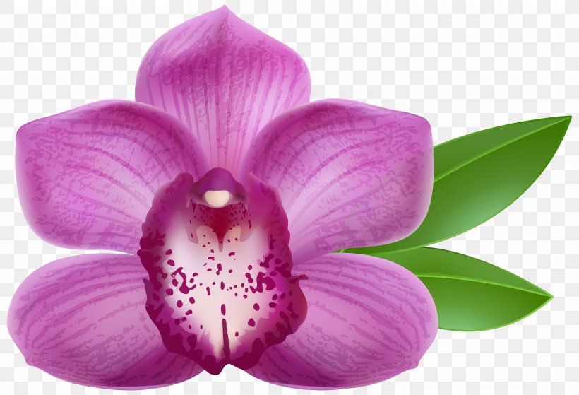 Orchid Purple Clip Art, PNG, 6000x4093px, Orchids, Art, Color, Flower, Flowering Plant Download Free