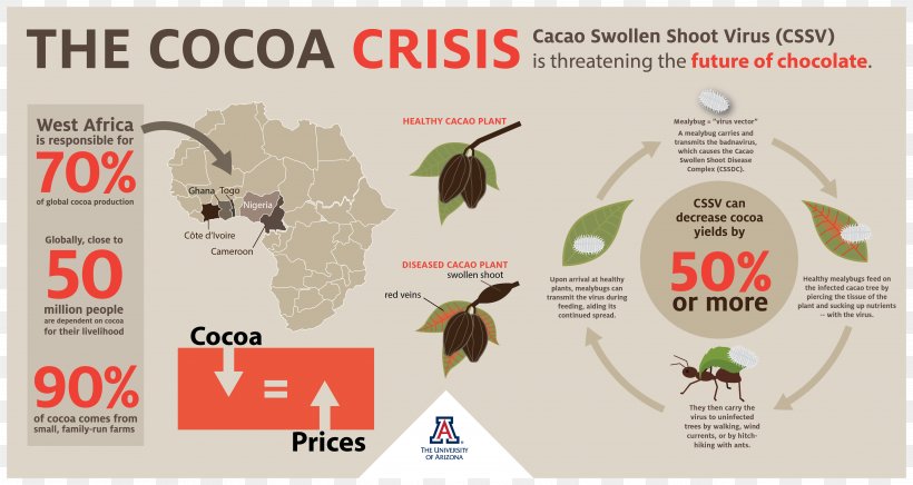 Cocoa Bean Chocolate Theobroma Cacao Cocoa Solids CRISPR, PNG, 5076x2701px, Cocoa Bean, Advertising, Brand, Chocolate, Cocoa Solids Download Free