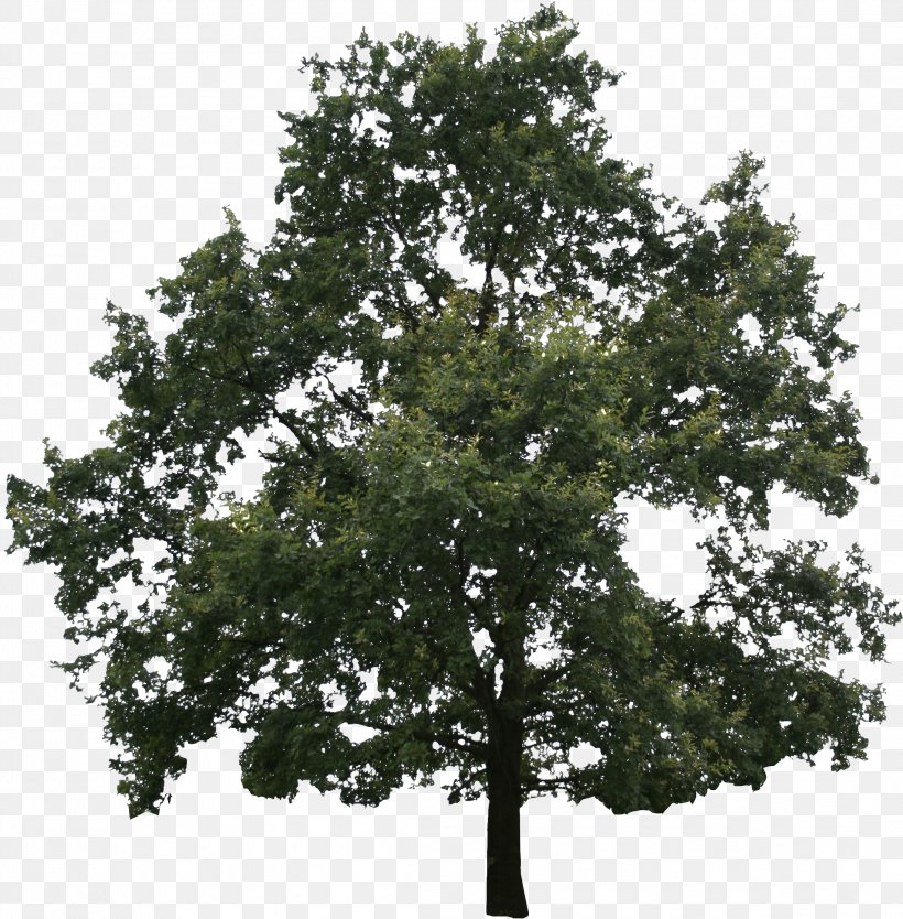 Evergreen Branch Tree Fir, PNG, 2192x2232px, Evergreen, Birch, Branch, Bur Oak, California Live Oak Download Free