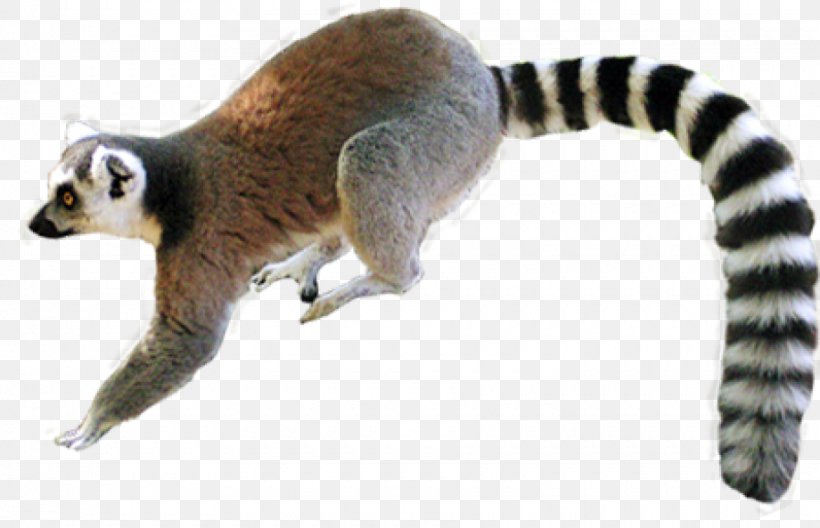 Lemur Primate Reptile Common Iguanas Snake, PNG, 920x593px, Lemur, Anguis, Animal, Animal Figure, Common Iguanas Download Free