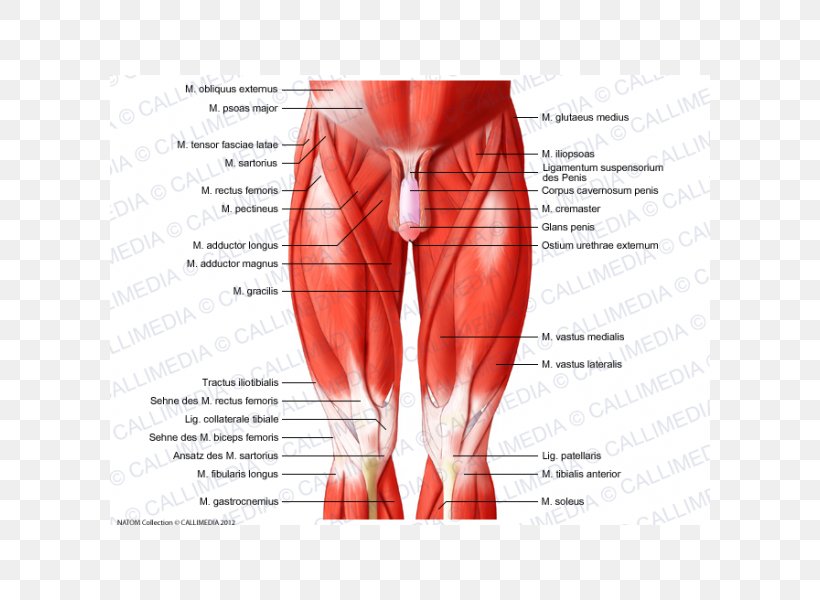 Muscles Of The Hip Knee Muscular System Human Body, PNG, 600x600px, Watercolor, Cartoon, Flower, Frame, Heart Download Free