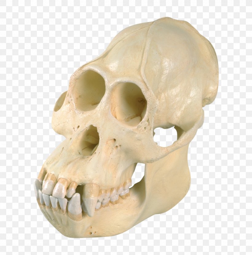 Orangutan Skull Common Chimpanzee Western Gorilla Homo Sapiens, PNG, 1140x1155px, Orangutan, Anatomy, Animal, Ape, Bone Download Free