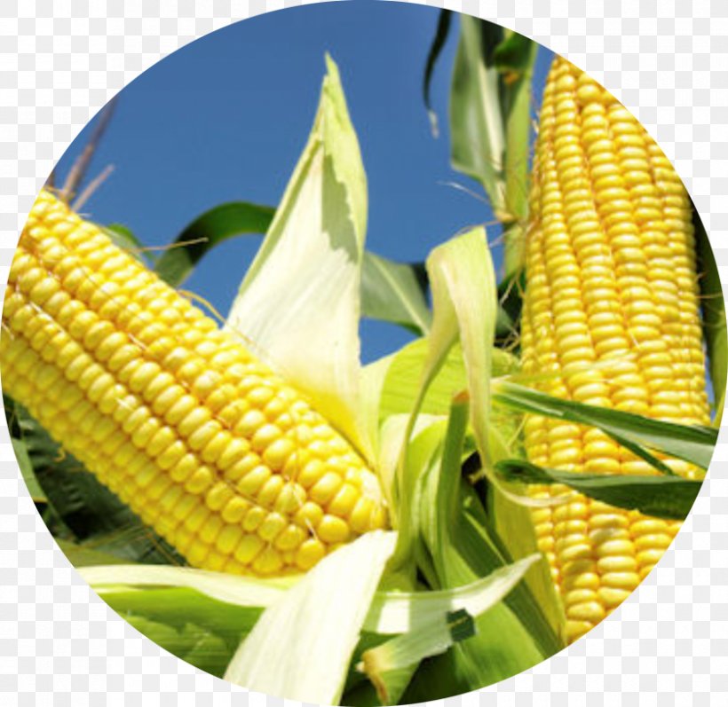 Corn Belt Genetically Modified Maize Agriculture Crop Yield, PNG, 840x817px, Corn Belt, Agriculture, Cassava, Cereal, Commodity Download Free