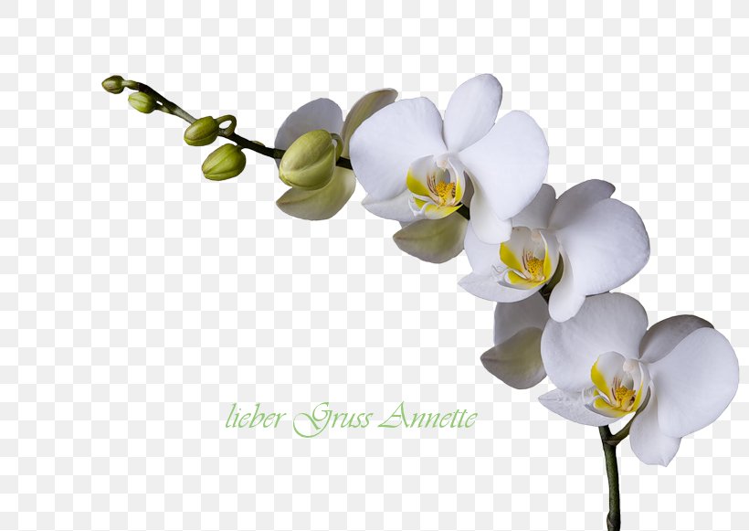 Cut Flowers Artificial Flower Floral Design, PNG, 800x581px, Flower, Artificial Flower, Blossom, Branch, Cut Flowers Download Free