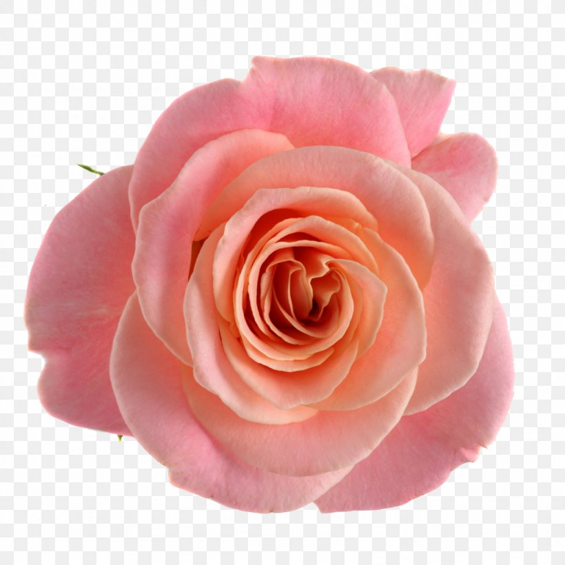 Garden Roses Cabbage Rose Floribunda Pink Cut Flowers, PNG, 1024x1024px, Garden Roses, Cabbage Rose, China Rose, Close Up, Cut Flowers Download Free